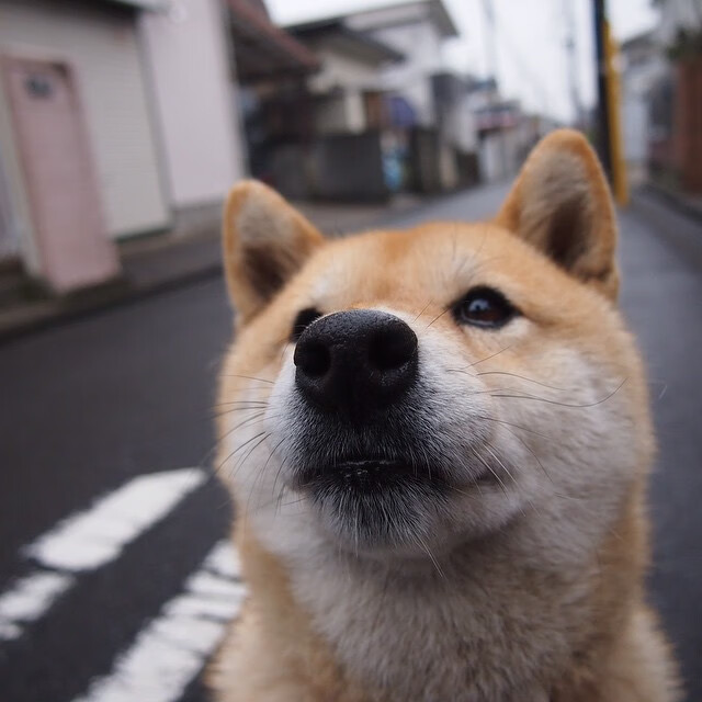 NBA球员转会市场动态及影响因素分析，nba球员转会时间