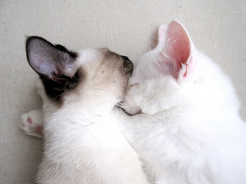 NBA球员运动心理训练与实战表现转化机制,nba心理素质强的球员