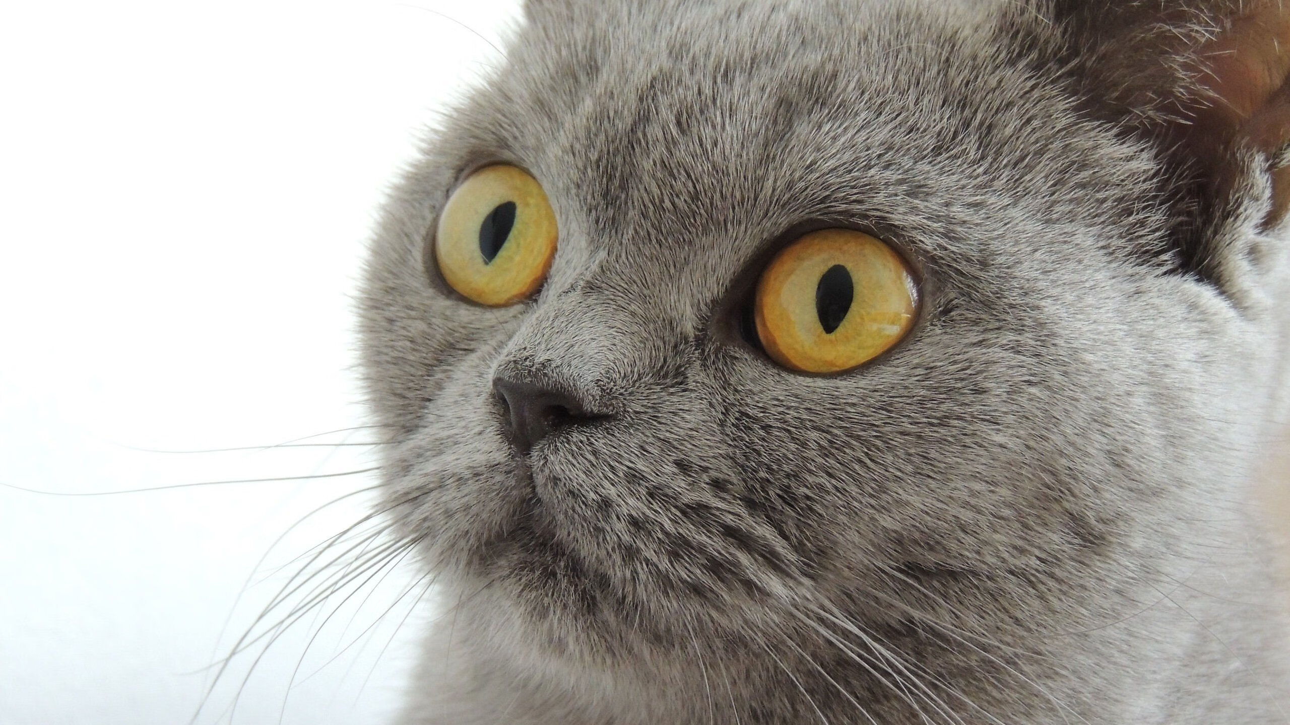 NBA球队快慢节奏切换能力与犯规控制研究,nba球队节奏排名