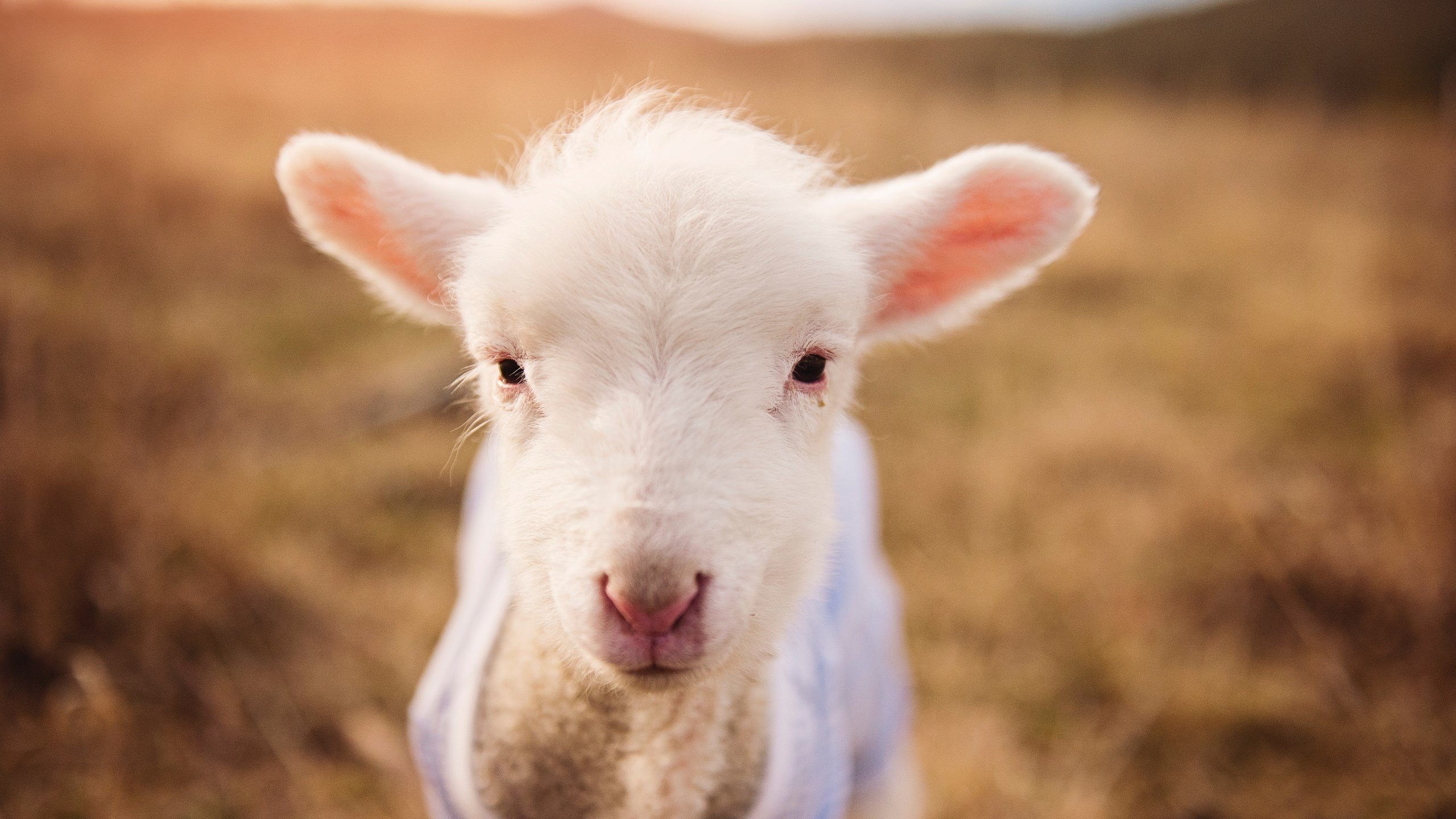 国家队友谊赛选择缺乏梯次对抗计划,友谊赛影响国家队排名吗