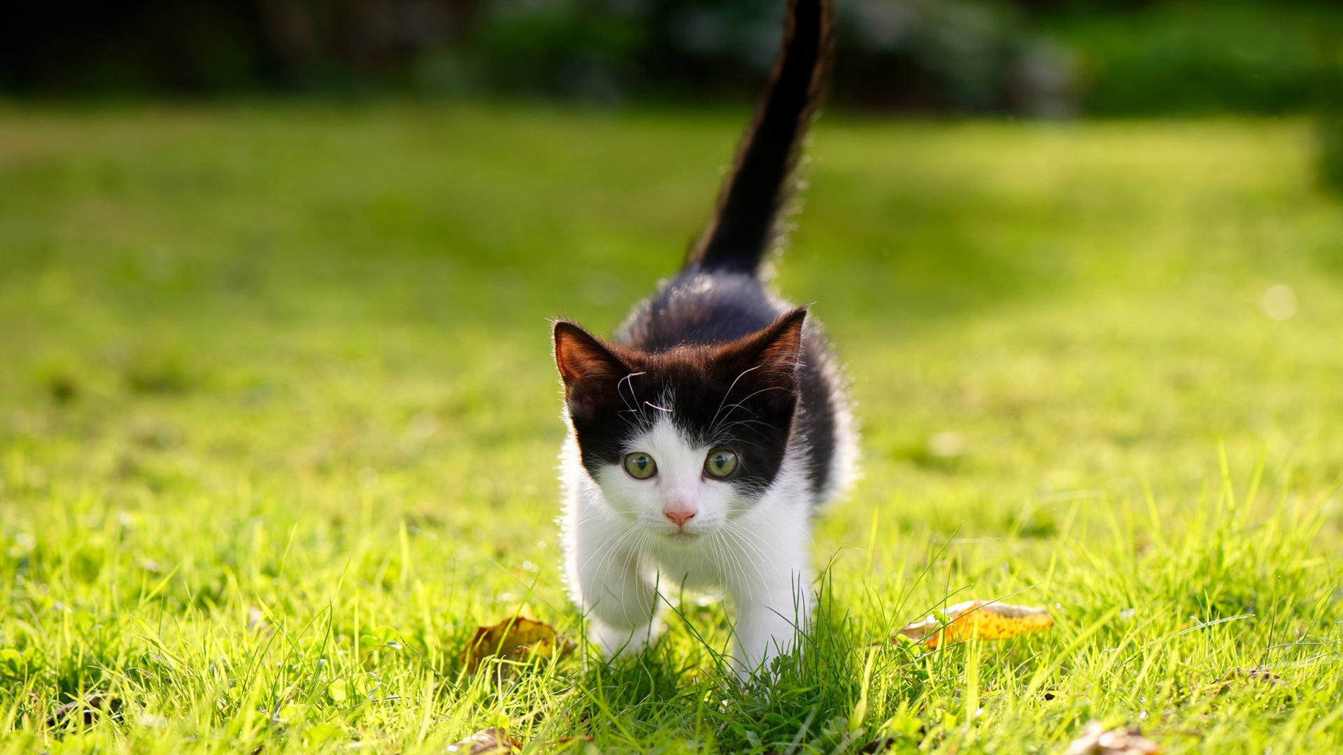 球员伤病管理缺乏专业保障,球员合同中伤病条款