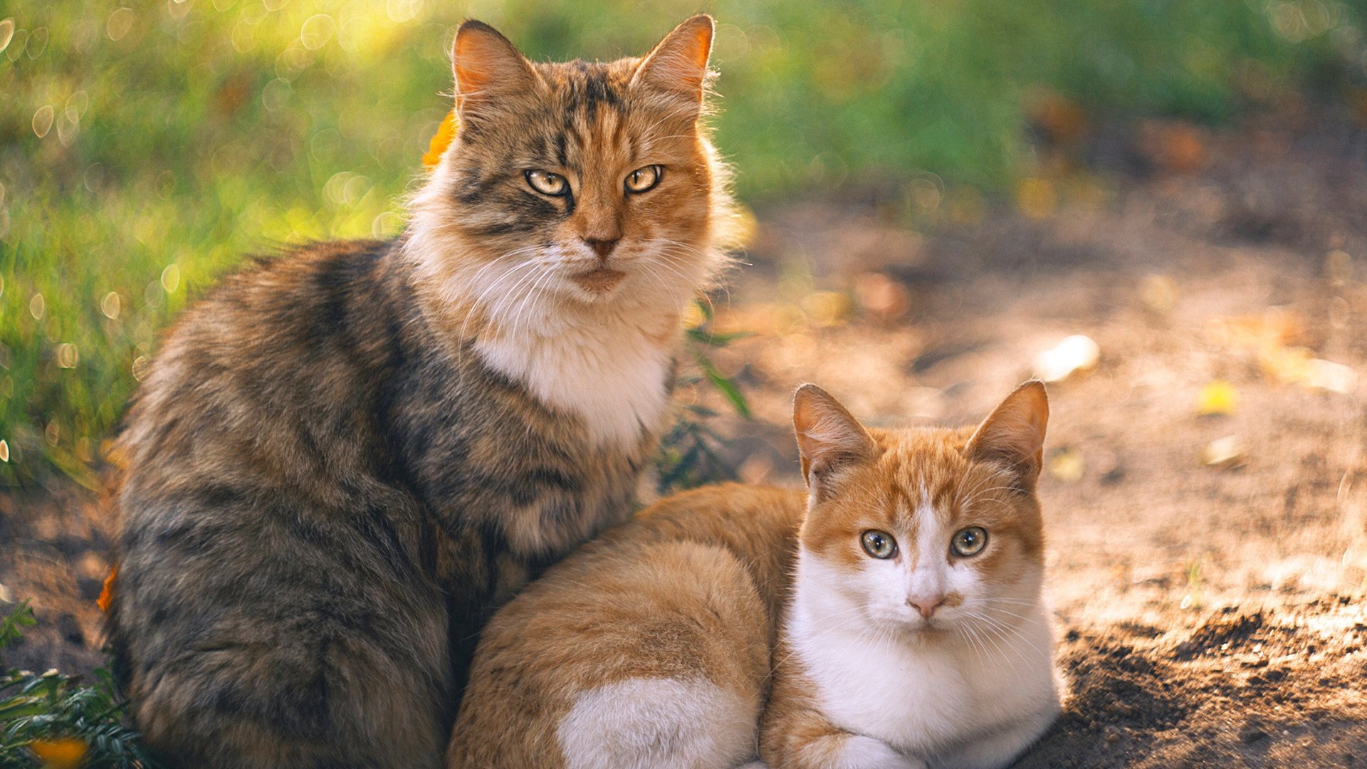 C罗离队传闻引发球迷热议,c罗离开皇马照片