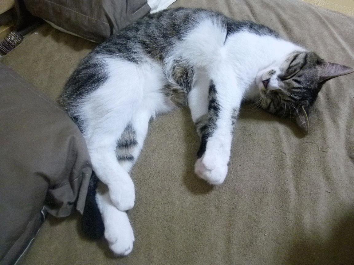 Leyu Sport登录入口-中国男篮战术风格趋于多样攻守转换更注重节奏控制，中国男篮篮球规则