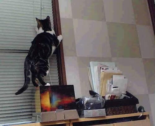 塞尔维亚女篮在欧洲锦标赛中精彩纷呈,力争金银牌,塞尔维亚国家队欧洲杯预选赛