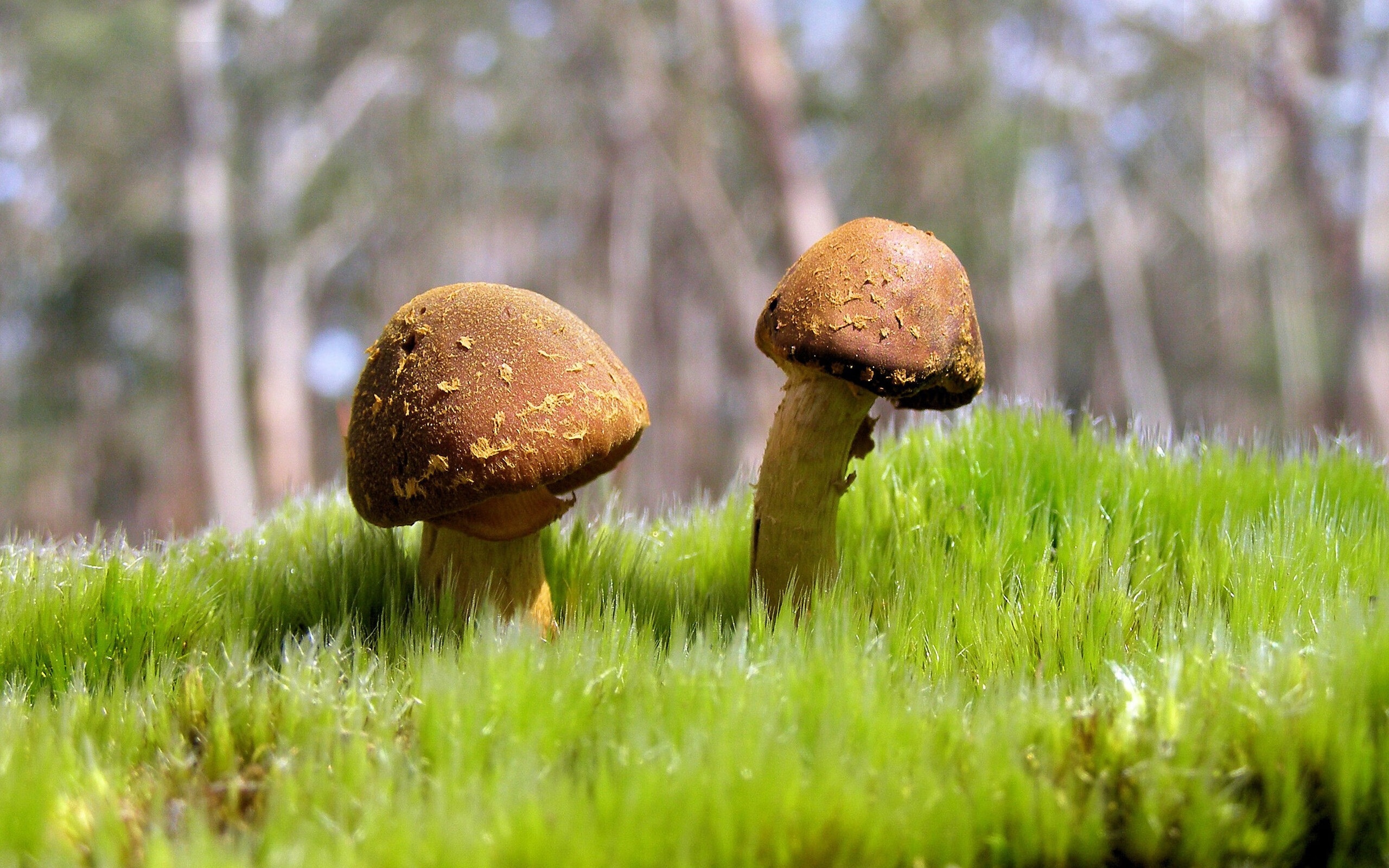 乐鱼体育平台官网-字母哥谈比赛节奏控制是关键因素，字母哥关键时刻