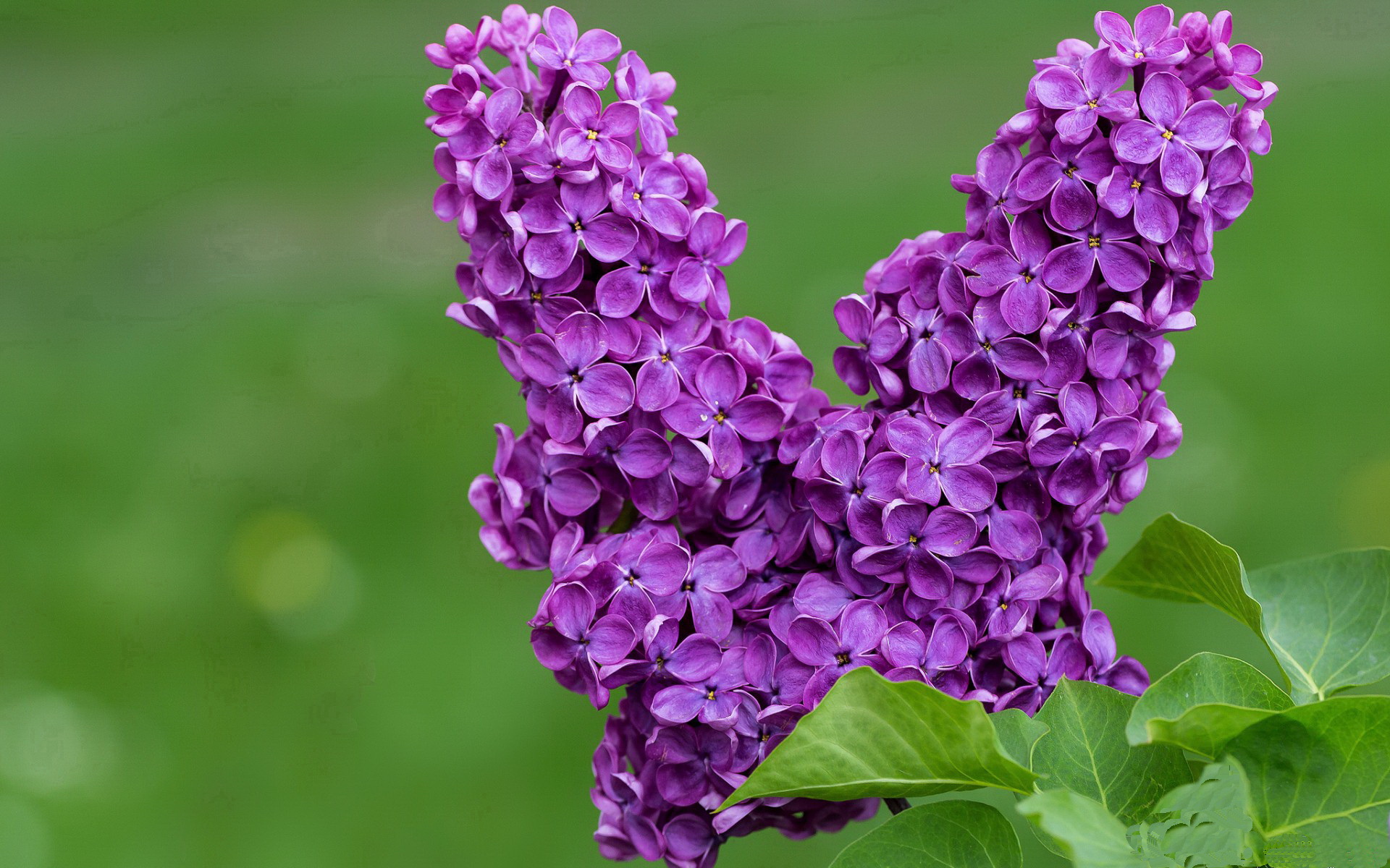 希腊女队自由泳中距离显优势,希腊游泳队5人确诊