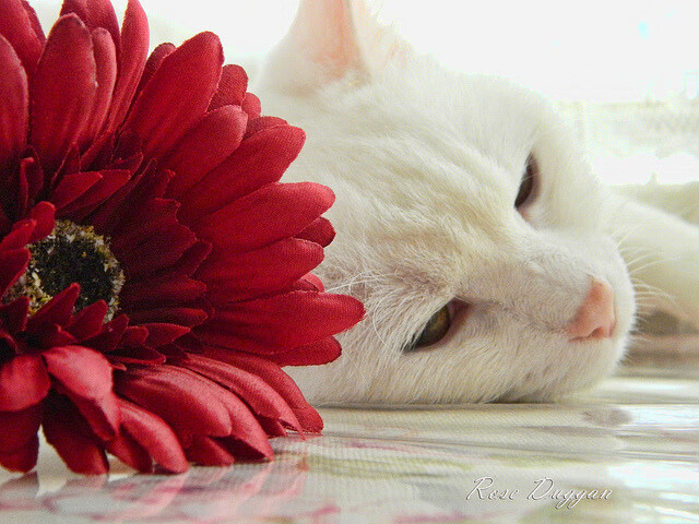 火箭新秀首秀得分创新高引热议,火箭队新秀视频