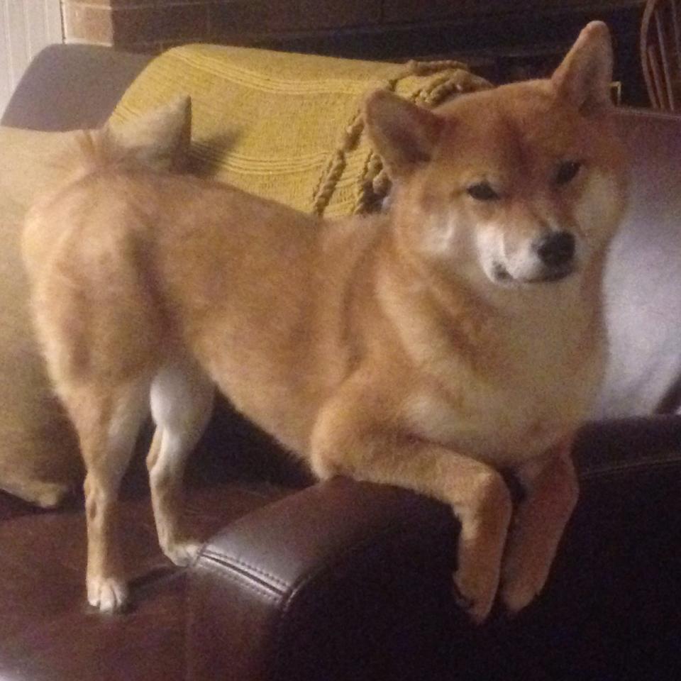 中国篮球运动在海外华人社群中的文化意义,中国篮球文化和美国篮球文化