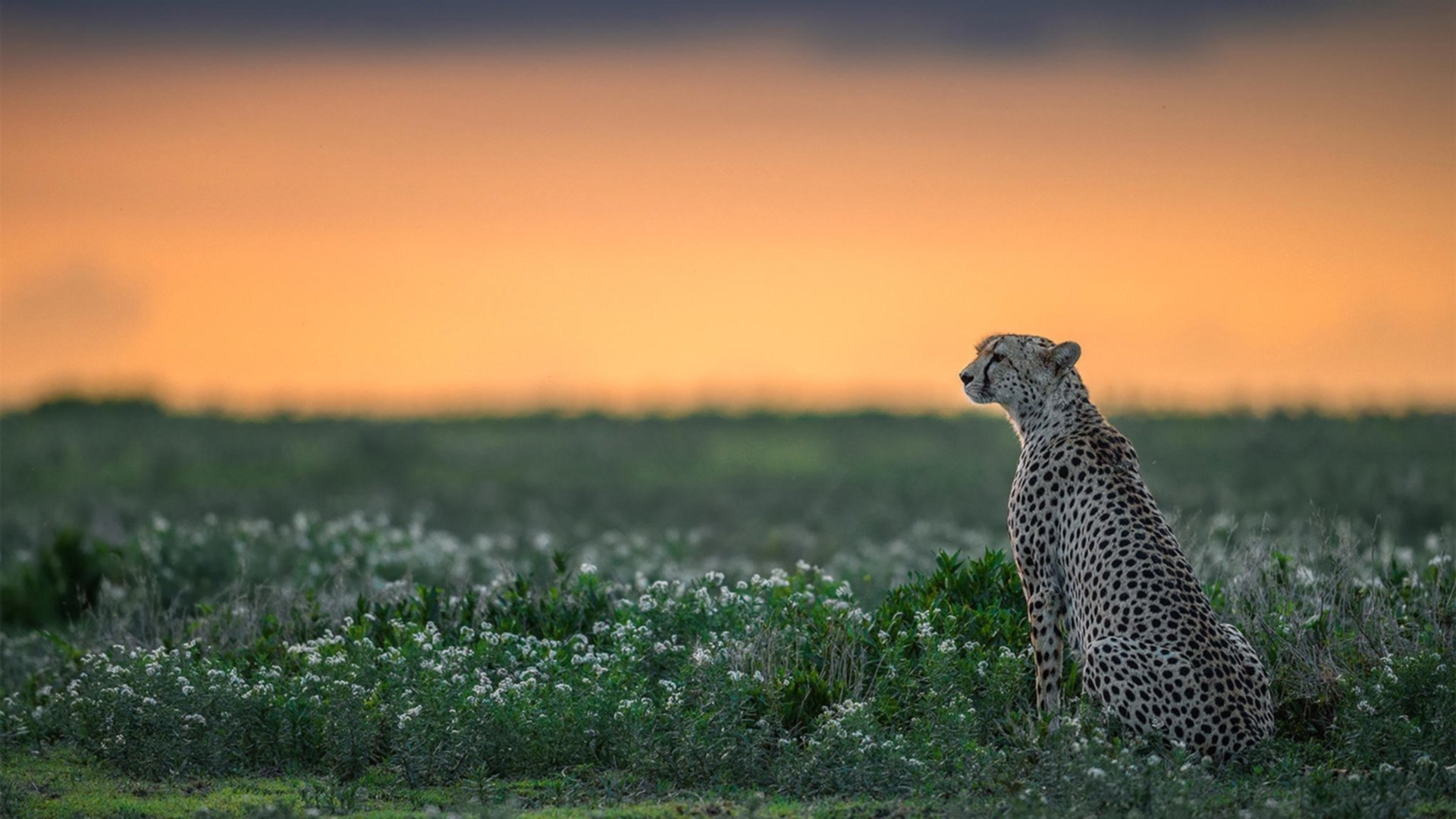中国足球职业联赛赞助商选择细分与策略，2021中国国家足球队赞助商